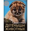 ЭНЦИКЛОПЕДИЯ. ХОЧУ ЗНАТЬ. ДЕТЁНЫШИ ЖИВОТНЫХ